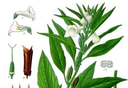 رسم نباتي لنبتة السمسم وبذورها